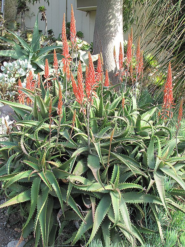Aloe Vera (Aloe vera) at Hoffmann Hillermann Nursery & Florist