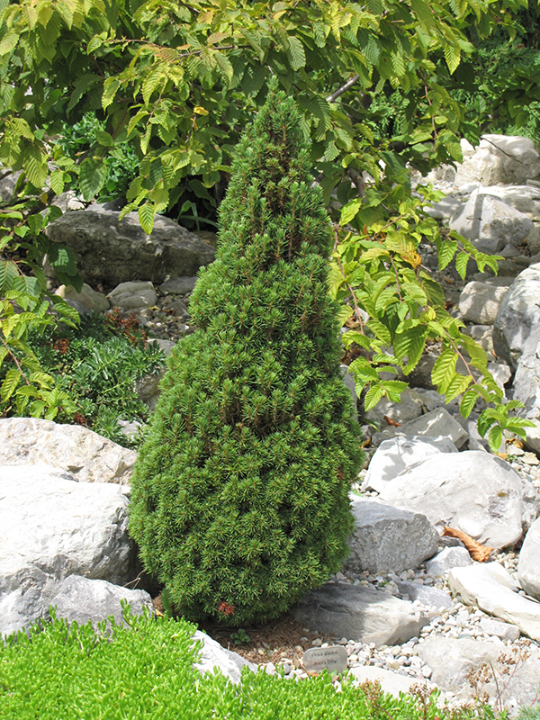 Jean's Dilly Spruce (Picea glauca 'Jean's Dilly') at Hoffmann Hillermann Nursery & Florist