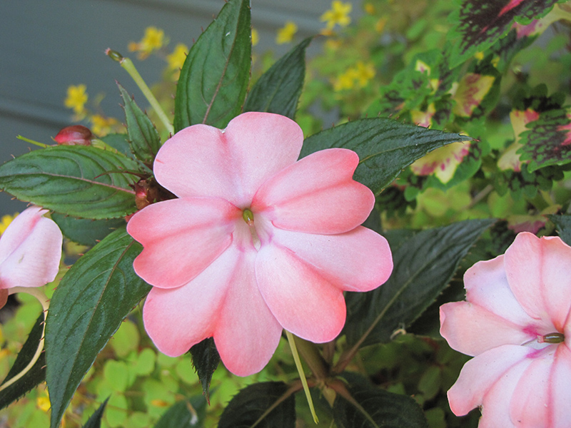 SunPatiens Compact Blush Pink New Guinea Impatiens (Impatiens 'SakimP013') at Hoffmann Hillermann Nursery & Florist