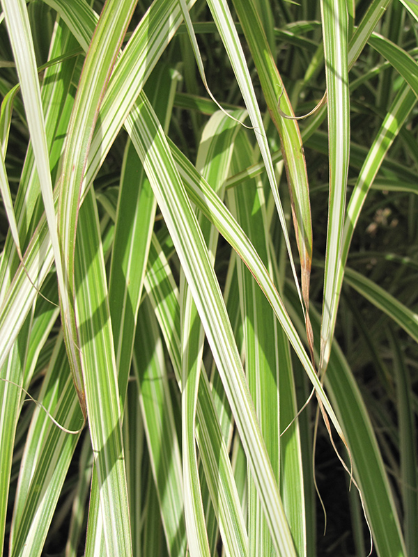 Morning Light Maiden Grass (Miscanthus sinensis 'Morning Light') at Hoffmann Hillermann Nursery & Florist