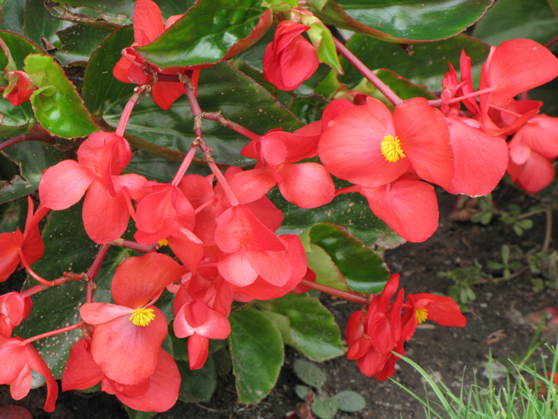 Dragon Wing Red Begonia (Begonia 'Dragon Wing Red') at Hoffmann Hillermann Nursery & Florist
