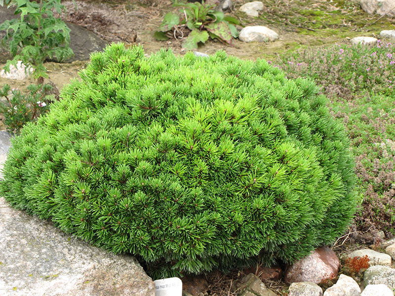 Mops Mugo Pine (Pinus mugo 'Mops') at Hoffmann Hillermann Nursery & Florist