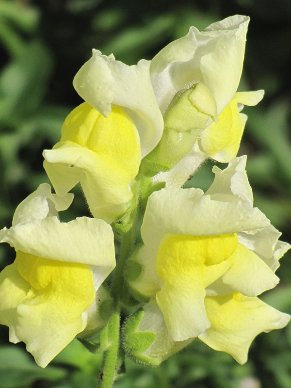Snapshot Yellow Snapdragon (Antirrhinum majus 'PAS409666') at Hoffmann Hillermann Nursery & Florist