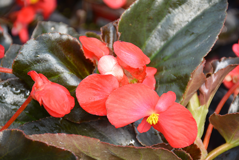 Whopper Red Bronze Leaf Begonia (Begonia 'Whopper Red Bronze Leaf') at Hoffmann Hillermann Nursery & Florist