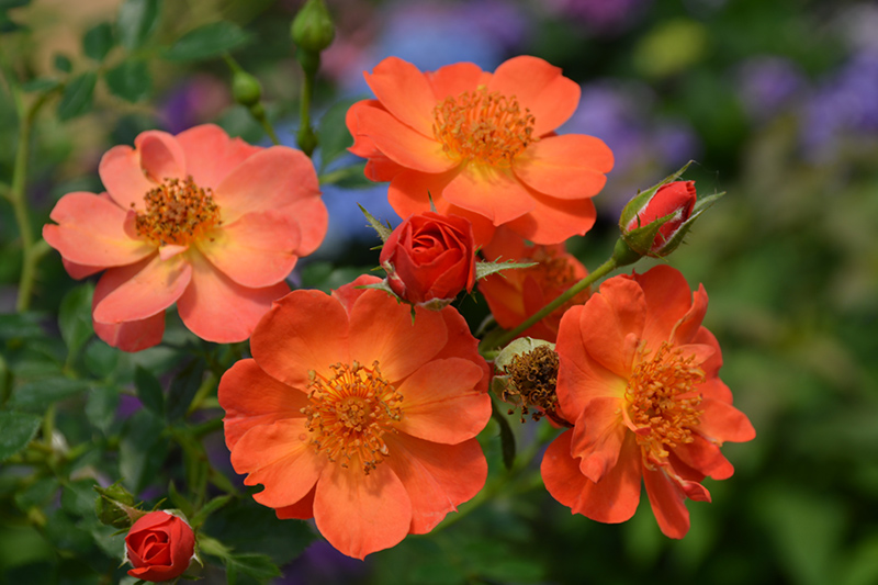 Oso Easy Paprika Rose (Rosa 'ChewMayTime') at Hoffmann Hillermann Nursery & Florist