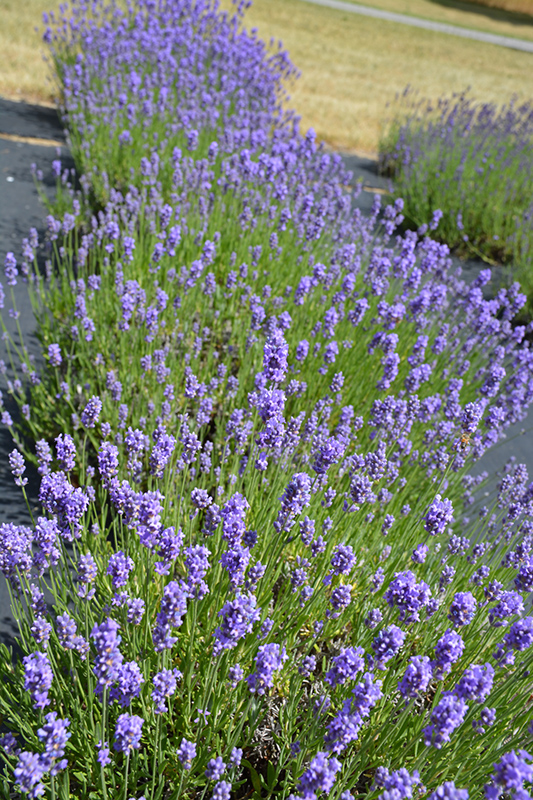 Hidcote Blue Lavender (Lavandula angustifolia 'Hidcote Blue') at Hoffmann Hillermann Nursery & Florist