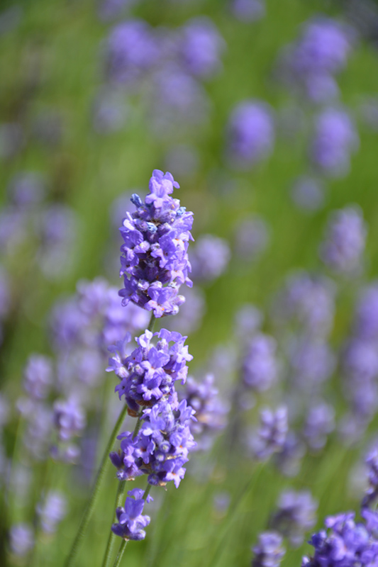 Hidcote Blue Lavender (Lavandula angustifolia 'Hidcote Blue') at Hoffmann Hillermann Nursery & Florist