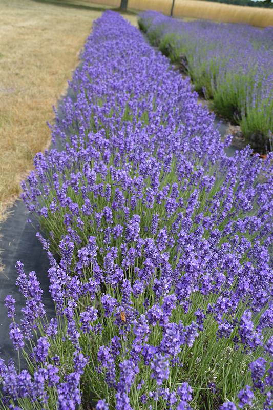 Hidcote Lavender (Lavandula angustifolia 'Hidcote') at Hoffmann Hillermann Nursery & Florist