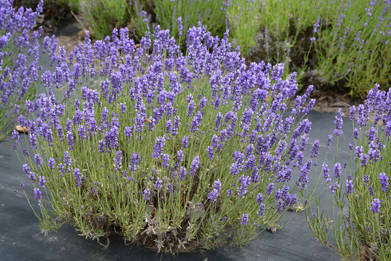 Hidcote Lavender (Lavandula angustifolia 'Hidcote') at Hoffmann Hillermann Nursery & Florist