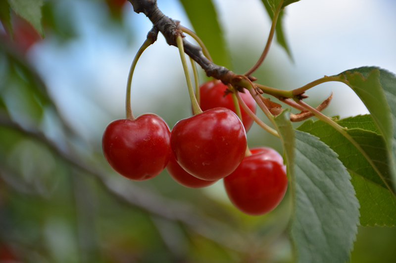 Montmorency Cherry (Prunus 'Montmorency') at Hoffmann Hillermann Nursery & Florist