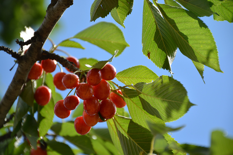 Rainier Cherry (Prunus avium 'Rainier') at Hoffmann Hillermann Nursery & Florist