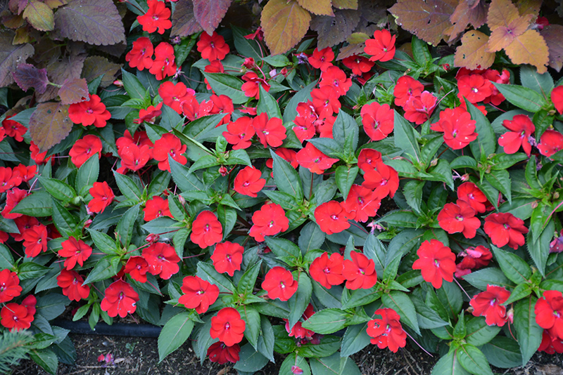 SunPatiens Compact Red New Guinea Impatiens (Impatiens 'SakimP030') at Hoffmann Hillermann Nursery & Florist