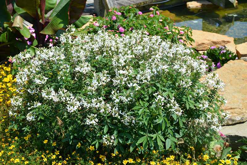 Senorita Blanca Spiderflower (Cleome 'INCLESBIMP') at Hoffmann Hillermann Nursery & Florist
