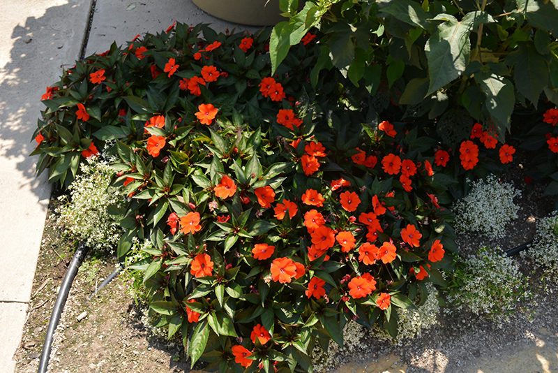 SunPatiens Compact Orange New Guinea Impatiens (Impatiens 'SunPatiens Compact Orange') at Hoffmann Hillermann Nursery & Florist