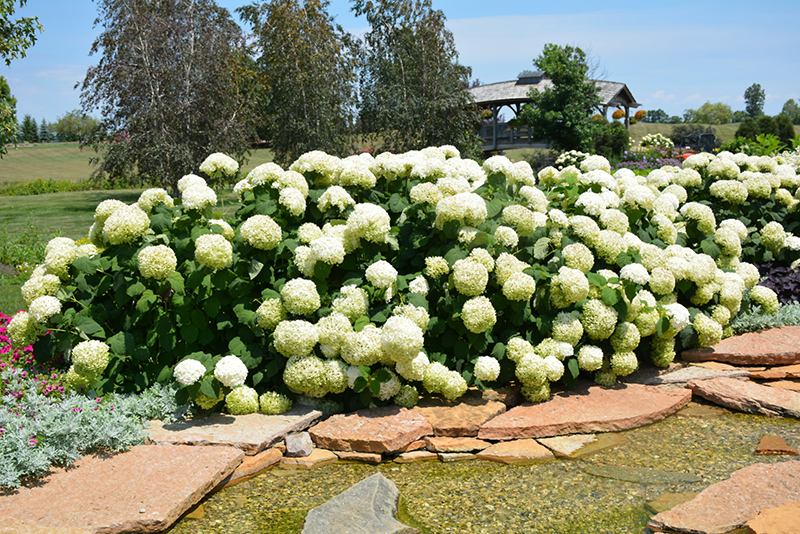 Incrediball Hydrangea (Hydrangea arborescens 'Abetwo') at Hoffmann Hillermann Nursery & Florist