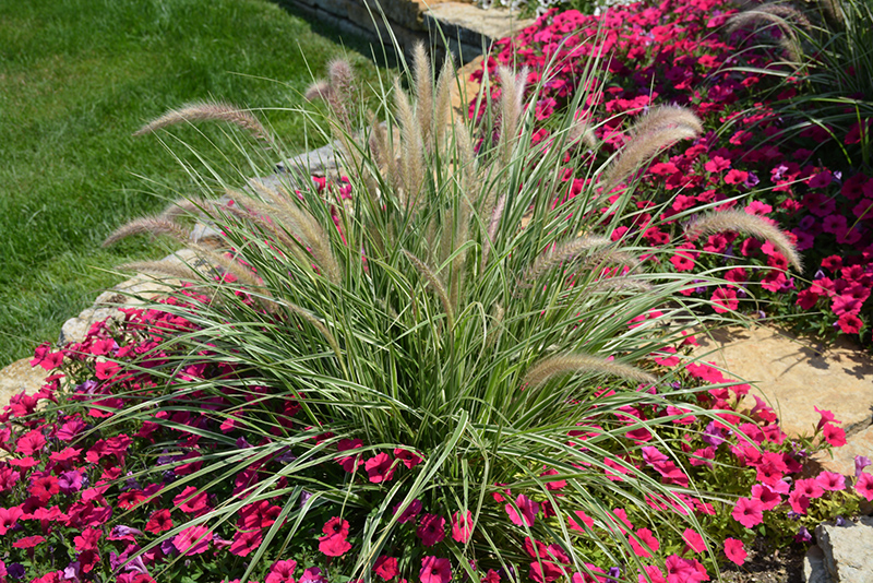 Sky Rocket Fountain Grass (Pennisetum setaceum 'Sky Rocket') at Hoffmann Hillermann Nursery & Florist