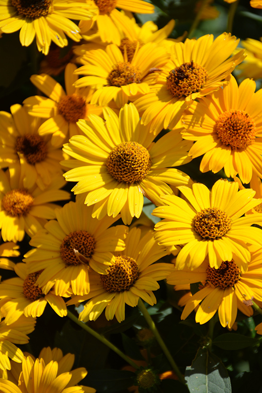 Tuscan Sun False Sunflower (Heliopsis helianthoides 'Tuscan Sun') at Hoffmann Hillermann Nursery & Florist