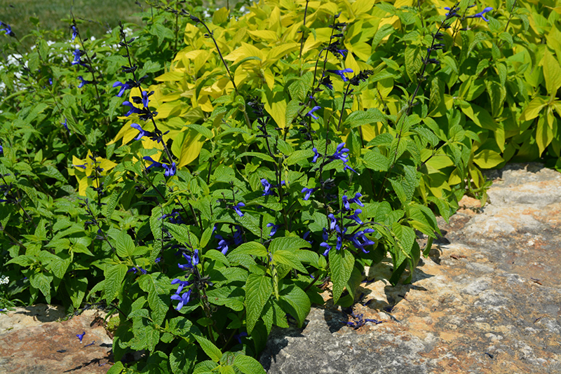 Black And Blue Anise Sage (Salvia guaranitica 'Black And Blue') at Hoffmann Hillermann Nursery & Florist