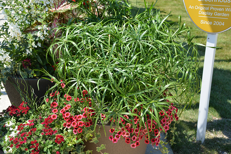Baby Tut Umbrella Grass (Cyperus involucratus 'Baby Tut') at Hoffmann Hillermann Nursery & Florist