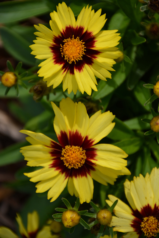 UpTick Yellow and Red Tickseed (Coreopsis 'Baluptowed') at Hoffmann Hillermann Nursery & Florist