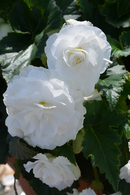 Nonstop White Begonia (Begonia 'Nonstop White') at Hoffmann Hillermann Nursery & Florist