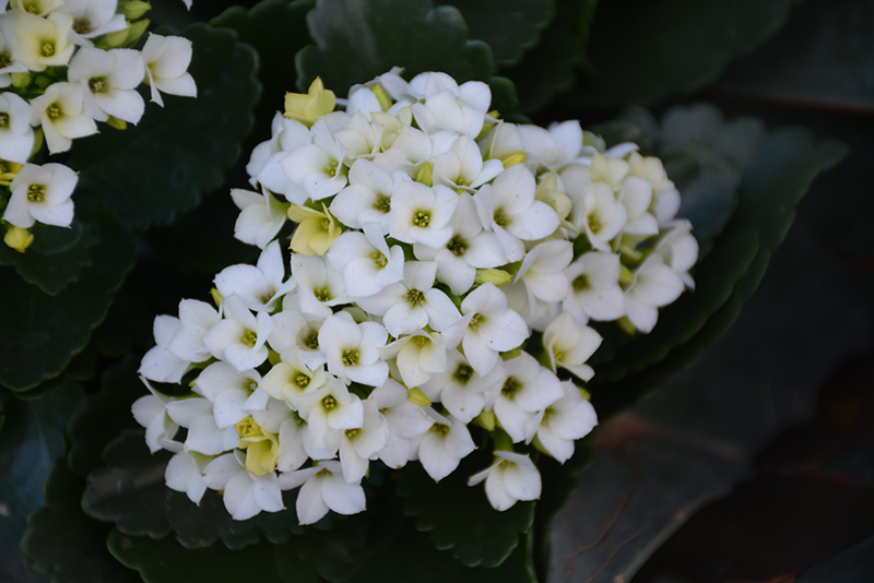 White Kalanchoe (Kalanchoe blossfeldiana 'White') at Hoffmann Hillermann Nursery & Florist