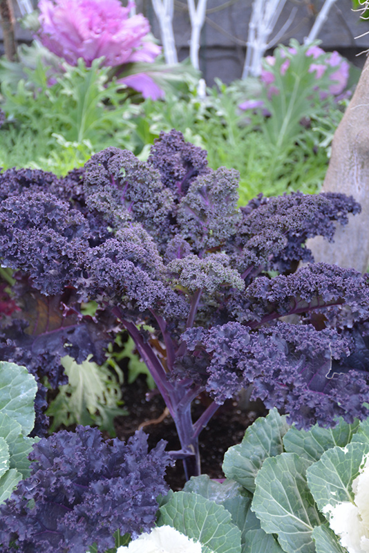 Redbor Kale (Brassica oleracea var. acephala 'Redbor') at Hoffmann Hillermann Nursery & Florist
