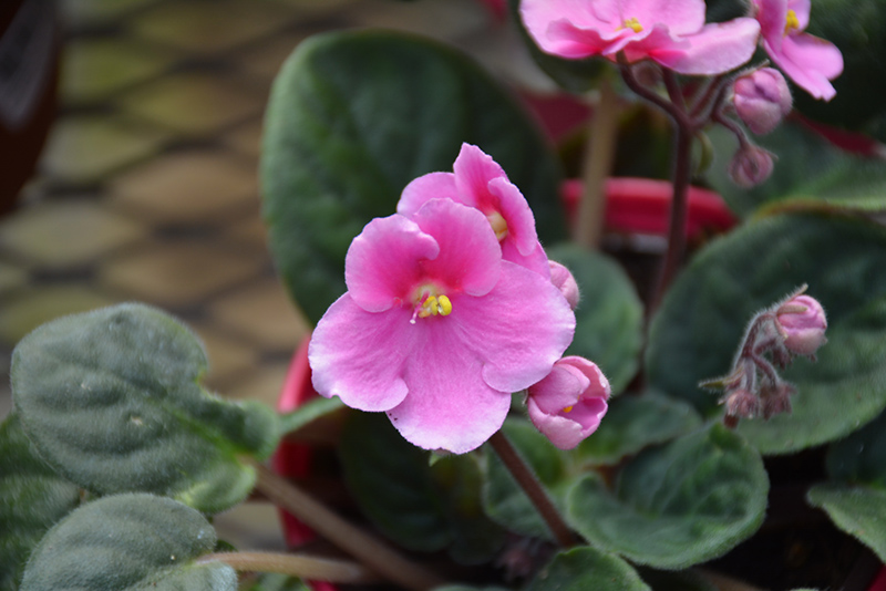 Hybrid Pink African Violet (Saintpaulia 'Hybrid Pink') at Hoffmann Hillermann Nursery & Florist
