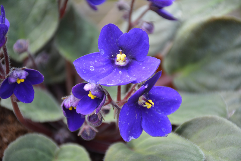 Hybrid Blue African Violet (Saintpaulia 'Hybrid Blue') at Hoffmann Hillermann Nursery & Florist