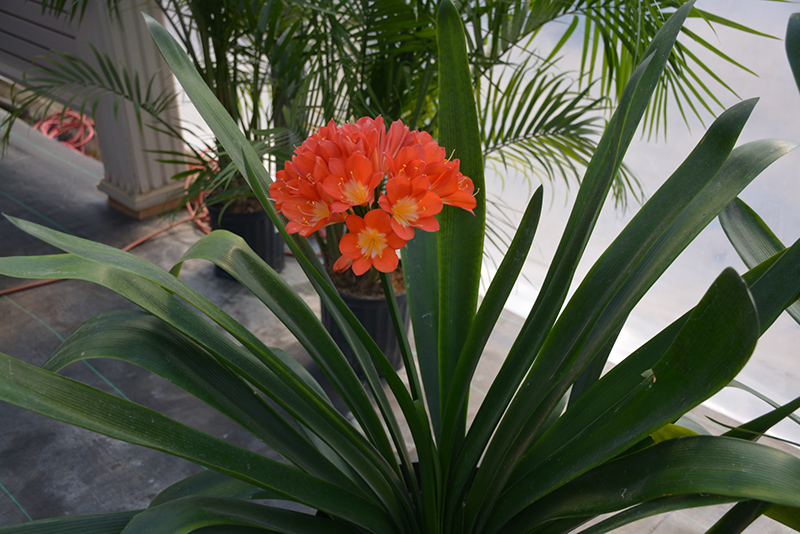 Bush Lily (clivia x miniata) at Hoffmann Hillermann Nursery & Florist