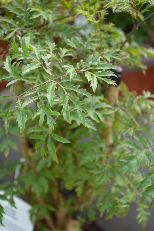 Ming Aralia (Polyscias fruticosa) at Hoffmann Hillermann Nursery & Florist