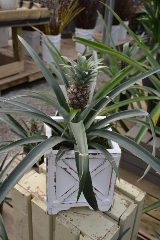 Pineapple (Ananas comosus) at Hoffmann Hillermann Nursery & Florist
