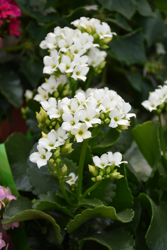 White Kalanchoe (Kalanchoe blossfeldiana 'White') at Hoffmann Hillermann Nursery & Florist