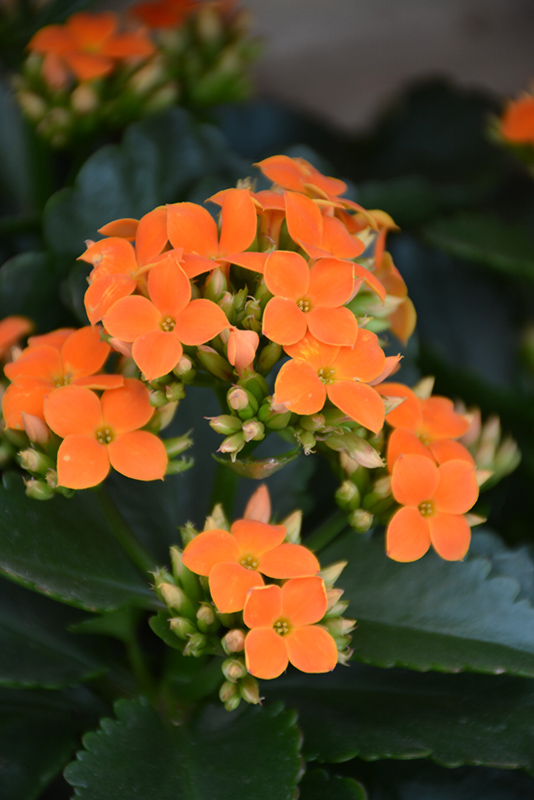 Orange Kalanchoe (Kalanchoe blossfeldiana 'Orange') at Hoffmann Hillermann Nursery & Florist