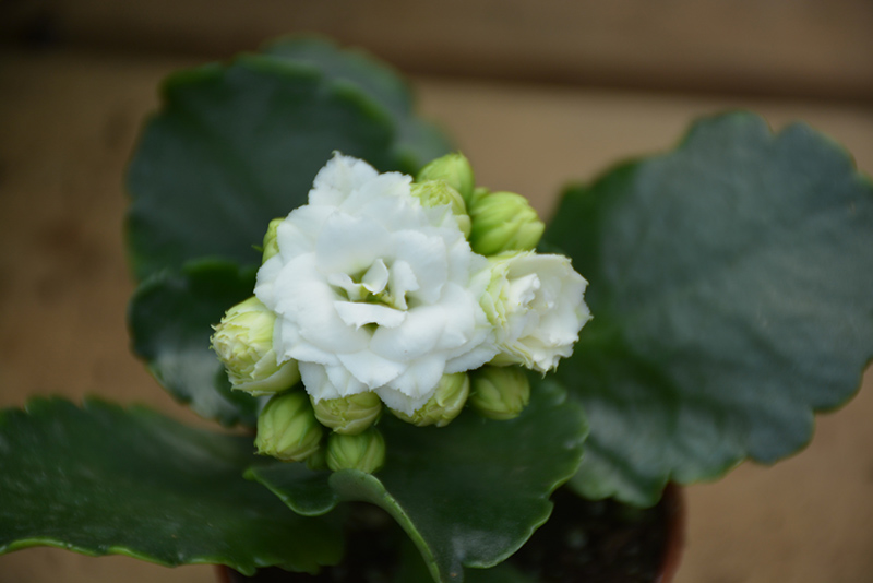 Calandiva White Kalanchoe (Kalanchoe blossfeldiana 'Calandiva White') at Hoffmann Hillermann Nursery & Florist