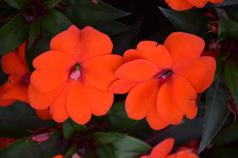 SunPatiens Compact Orange New Guinea Impatiens (Impatiens 'SakimP011') at Hoffmann Hillermann Nursery & Florist