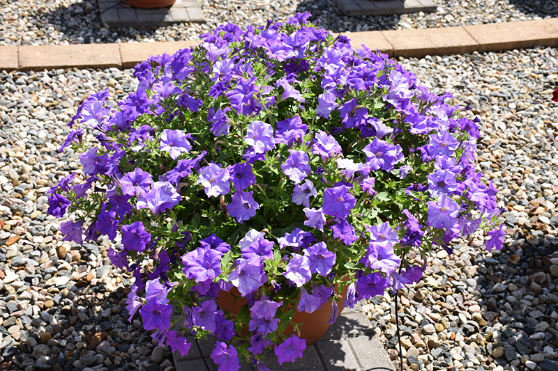 Surfinia Heavenly Blue Petunia (Petunia 'Surfinia Heavenly Blue') at Hoffmann Hillermann Nursery & Florist
