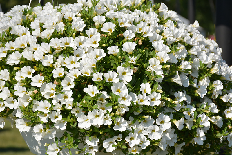 Superbells White Calibrachoa (Calibrachoa 'Balcal14141') at Hoffmann Hillermann Nursery & Florist