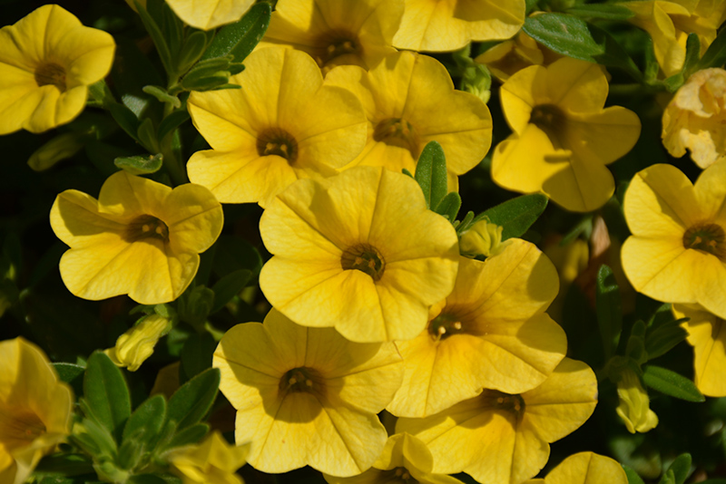 Superbells Yellow Calibrachoa (Calibrachoa 'Balcal1004') at Hoffmann Hillermann Nursery & Florist