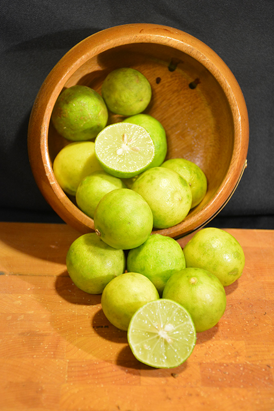 Key Lime (Citrus aurantifolia) at Hoffmann Hillermann Nursery & Florist