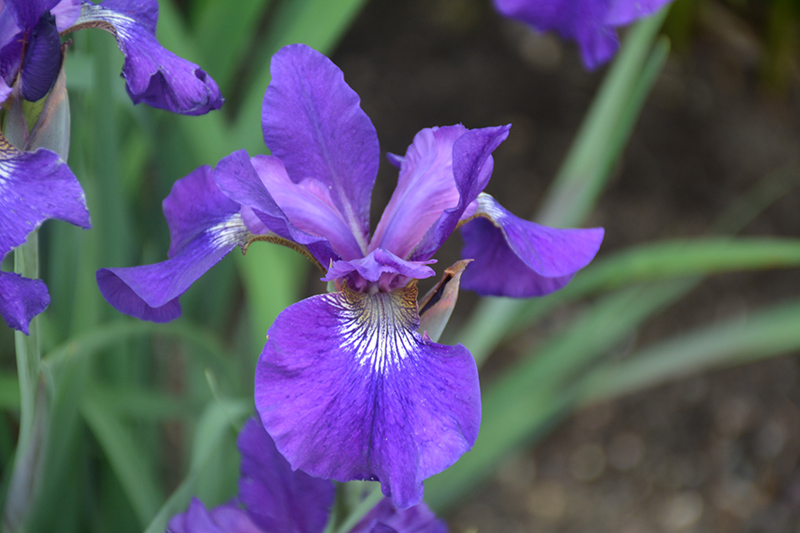 Ruffled Velvet Iris (Iris sibirica 'Ruffled Velvet') at Hoffmann Hillermann Nursery & Florist
