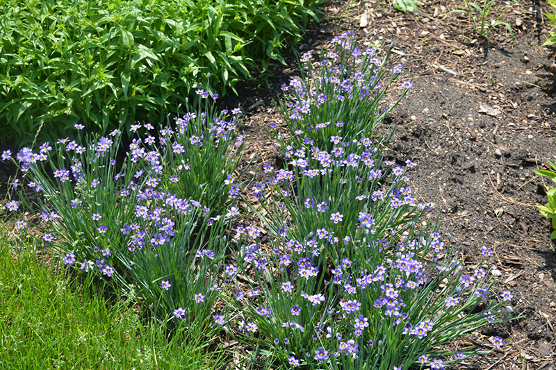 Lucerne Blue-Eyed Grass (Sisyrinchium angustifolium 'Lucerne') at Hoffmann Hillermann Nursery & Florist