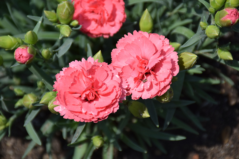 Fruit Punch Classic Coral Pinks (Dianthus 'Classic Coral') at Hoffmann Hillermann Nursery & Florist