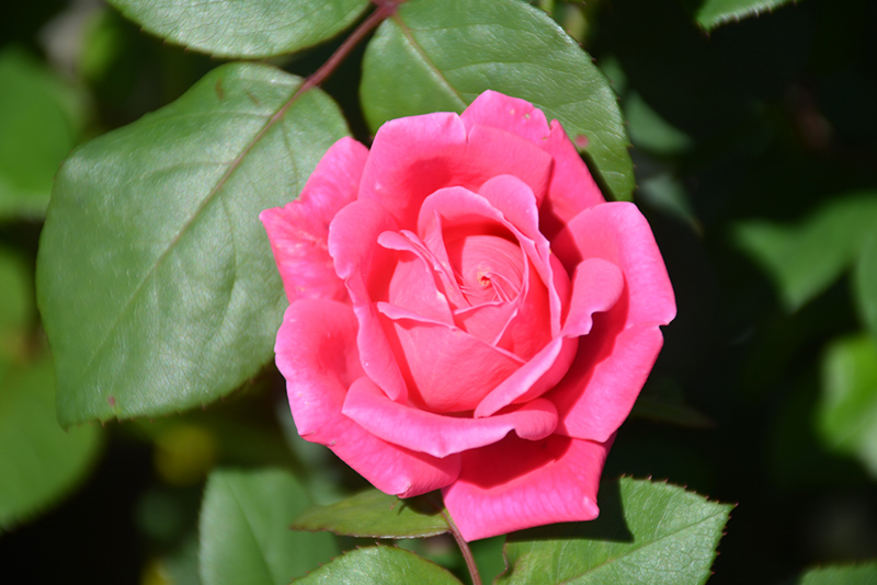 Pink Double Knock Out Rose (Rosa 'Radtkopink') at Hoffmann Hillermann Nursery & Florist