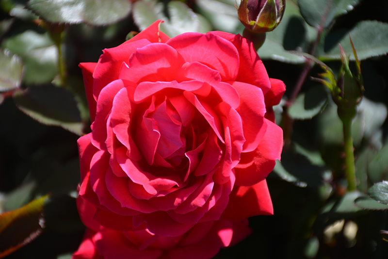 Knock Out Rose (Rosa 'Radrazz') at Hoffmann Hillermann Nursery & Florist