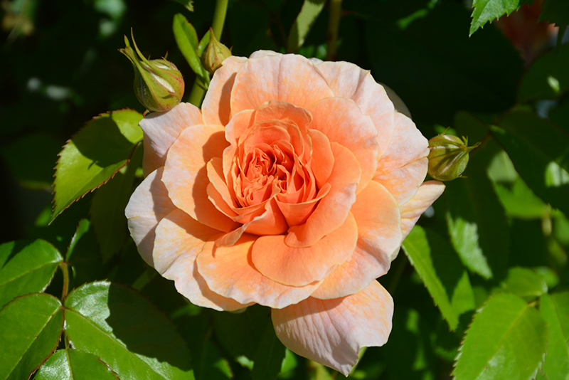 At Last Rose (Rosa 'HORCOGJIL') at Hoffmann Hillermann Nursery & Florist