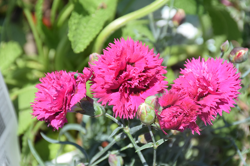 Fruit Punch Spiked Punch Pinks (Dianthus 'Spiked Punch') at Hoffmann Hillermann Nursery & Florist