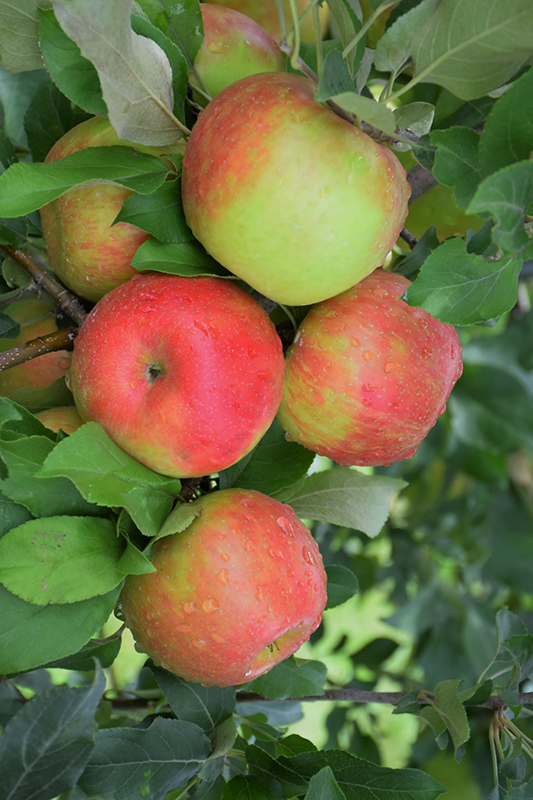 Honeycrisp Apple (Malus 'Honeycrisp') at Hoffmann Hillermann Nursery & Florist