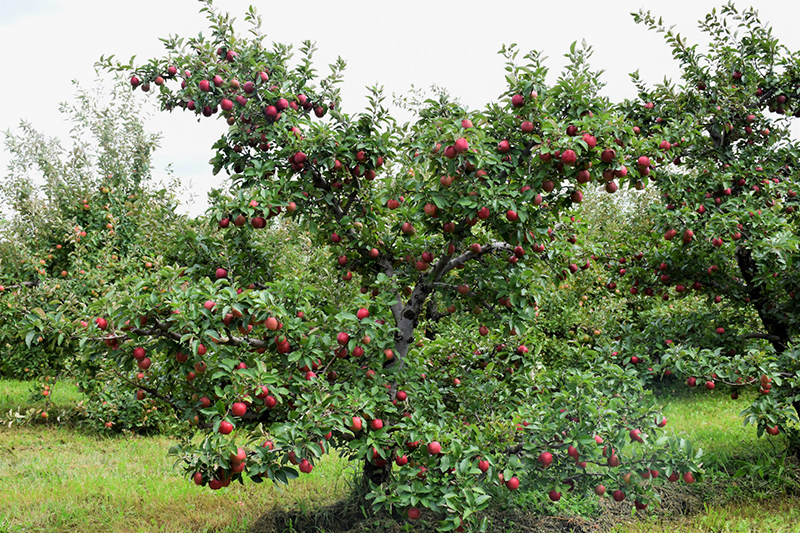 Red Delicious Apple (Malus 'Red Delicious') at Hoffmann Hillermann Nursery & Florist