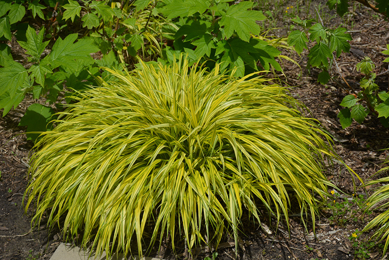 Golden Variegated Hakone Grass (Hakonechloa macra 'Aureola') at Hoffmann Hillermann Nursery & Florist